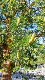 Close-up of fresh green tree against sky