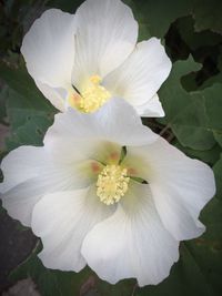 Close-up of white flower