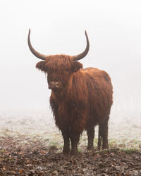 Horse standing in a field