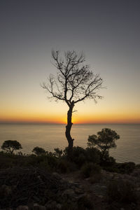 Silhouette bare tree against calm sea at sunset