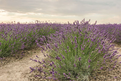 Purple flowering plants on field against sky