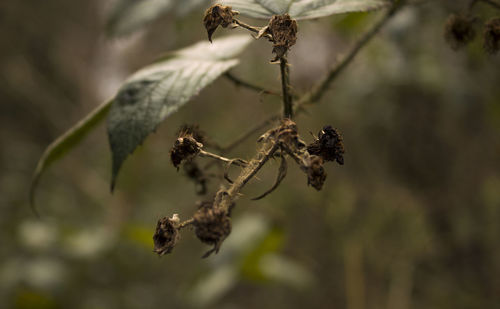 Close-up of dried plant