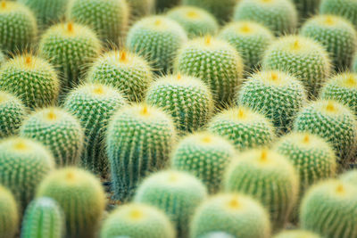 Full frame shot of succulent plant