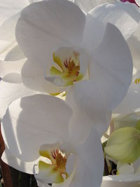 Close-up of white orchid