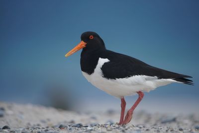 Close-up of a bird against the sky