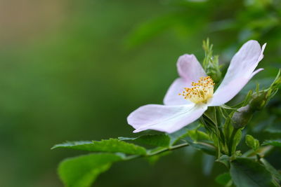 Close-up of white flowering plant