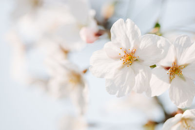 Close-up of white flowers