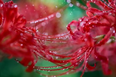 Close-up of wet red flower