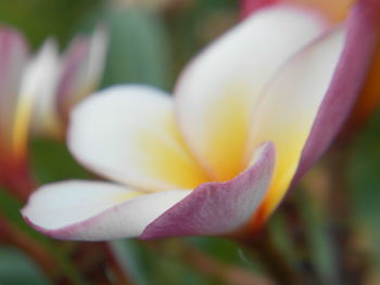 Close-up of crocus blooming outdoors