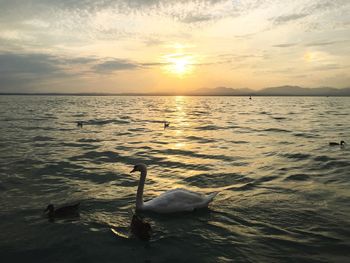 Swan swimming in sea during sunset