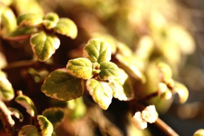 Close-up of plant