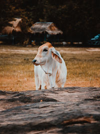 Dog on field