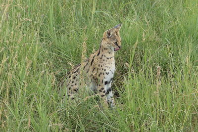 Cat looking away on field