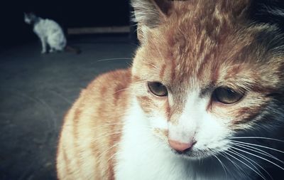 Close-up portrait of cat