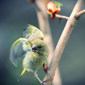 Close-up of green finch perching on branch