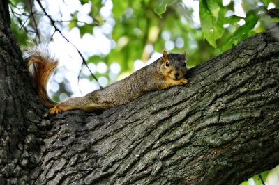 Close-up of lizard on tree trunk