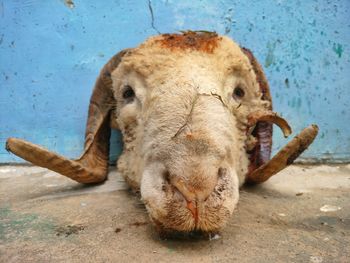 Close-up of head of a sheep beheaded on the occasion of eid-ul-adha 