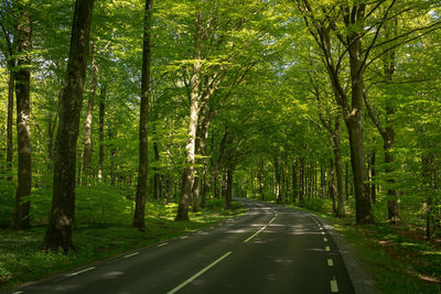 Empty road along lush foliage