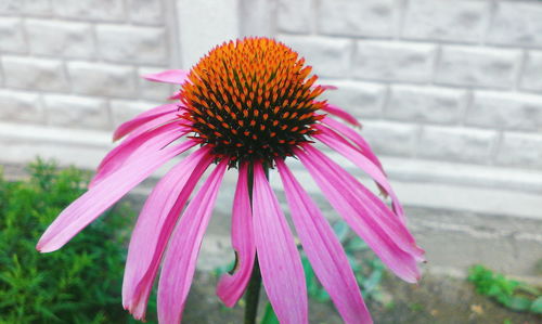 Close-up of pink flower