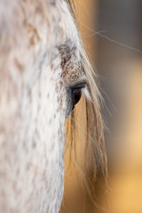 White horse eye, close up details of animal and head.