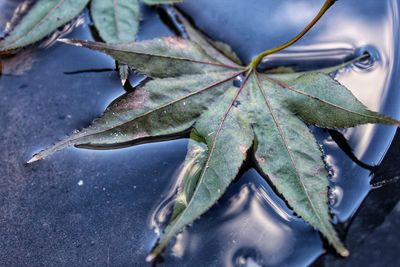 Floating leaf