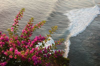 High angle view of pink flowering plant at sea
