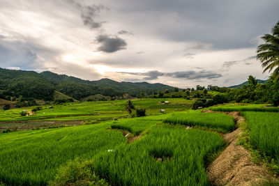 Scenic view of agricultural field against sky