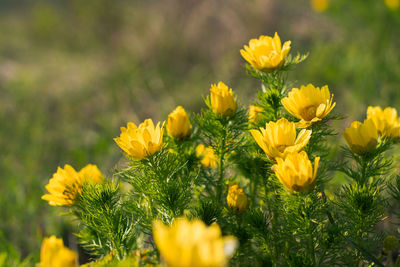 Beautiful yellow flower in a green field in summer