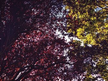 Low angle view of trees