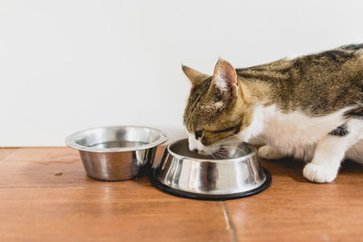 Close-up of a cat in bowl on table