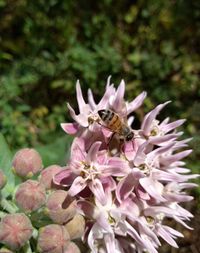 Close-up of bee pollinating on pink flower