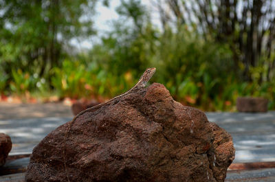 Close-up of lizard on rock