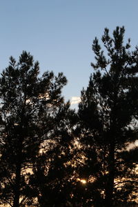 Low angle view of trees against sky