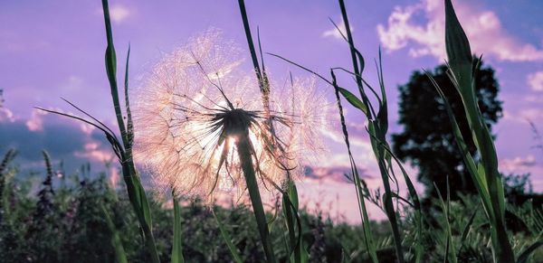 Close-up of dandelion on field against sky