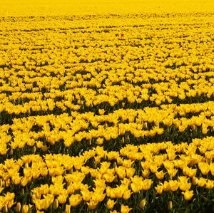 Yellow flowers growing on field