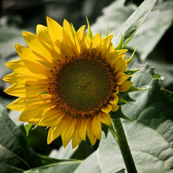 Close-up of fresh sunflower blooming outdoors