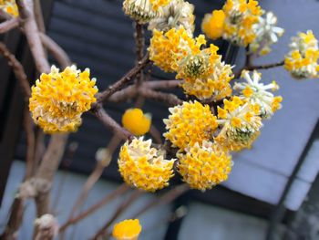 Close-up of yellow flowering plant