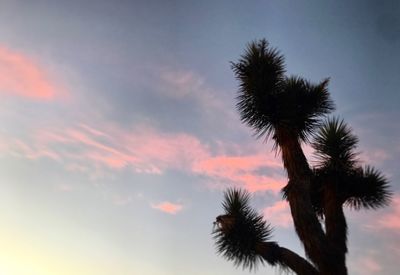 Low angle view of silhouette palm trees against sky