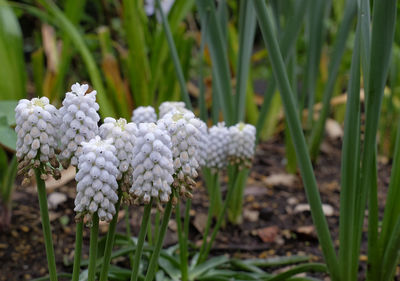 Close-up of white flowers on field