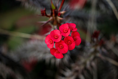 Close-up of red flowers blooming outdoors