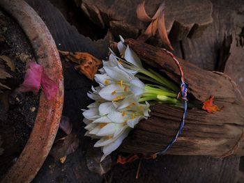 High angle view of flowering plant on wood