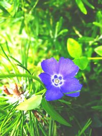 Close-up of purple flowering plant