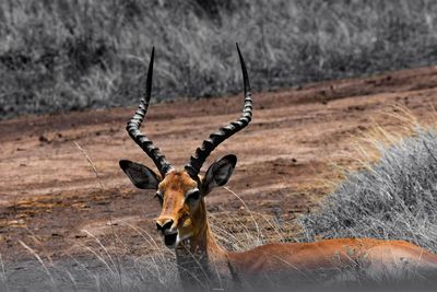 Portrait of antelope 