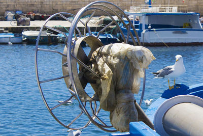 Seagulls in a harbor