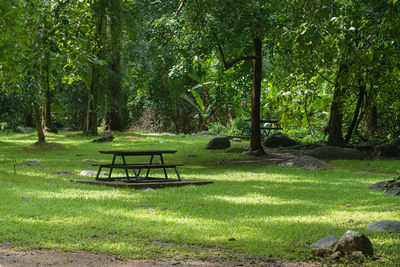 Trees in park