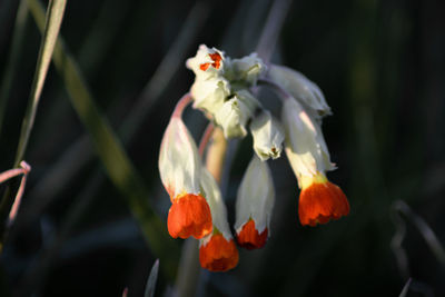 Close-up of flower on plant