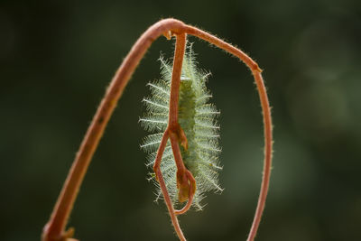 Close-up of plant