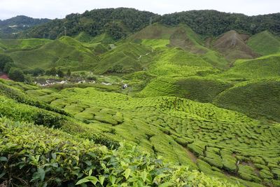Tea plantation at cameron highlands, malaysia