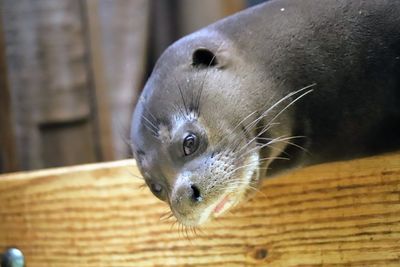 Close-up portrait of a otter