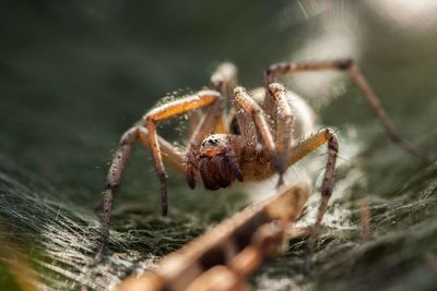 Close-up of spider on web